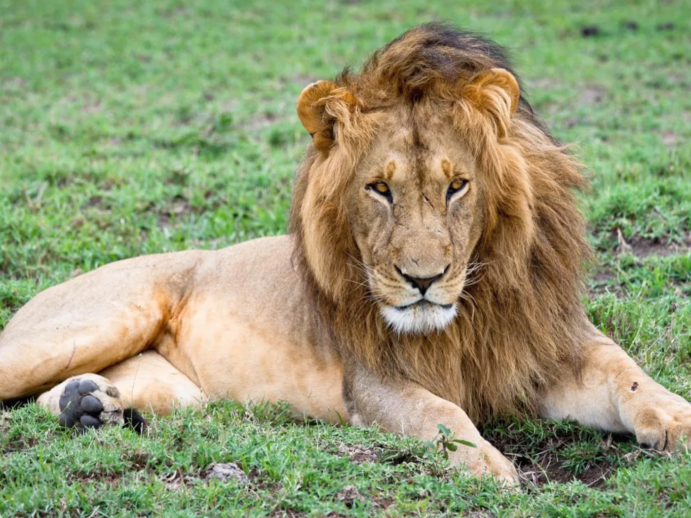 A photo of a lion lying in the grass fills the whole screen of an iPad