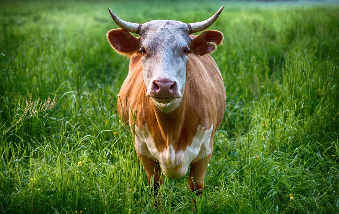 A cow in a meadow