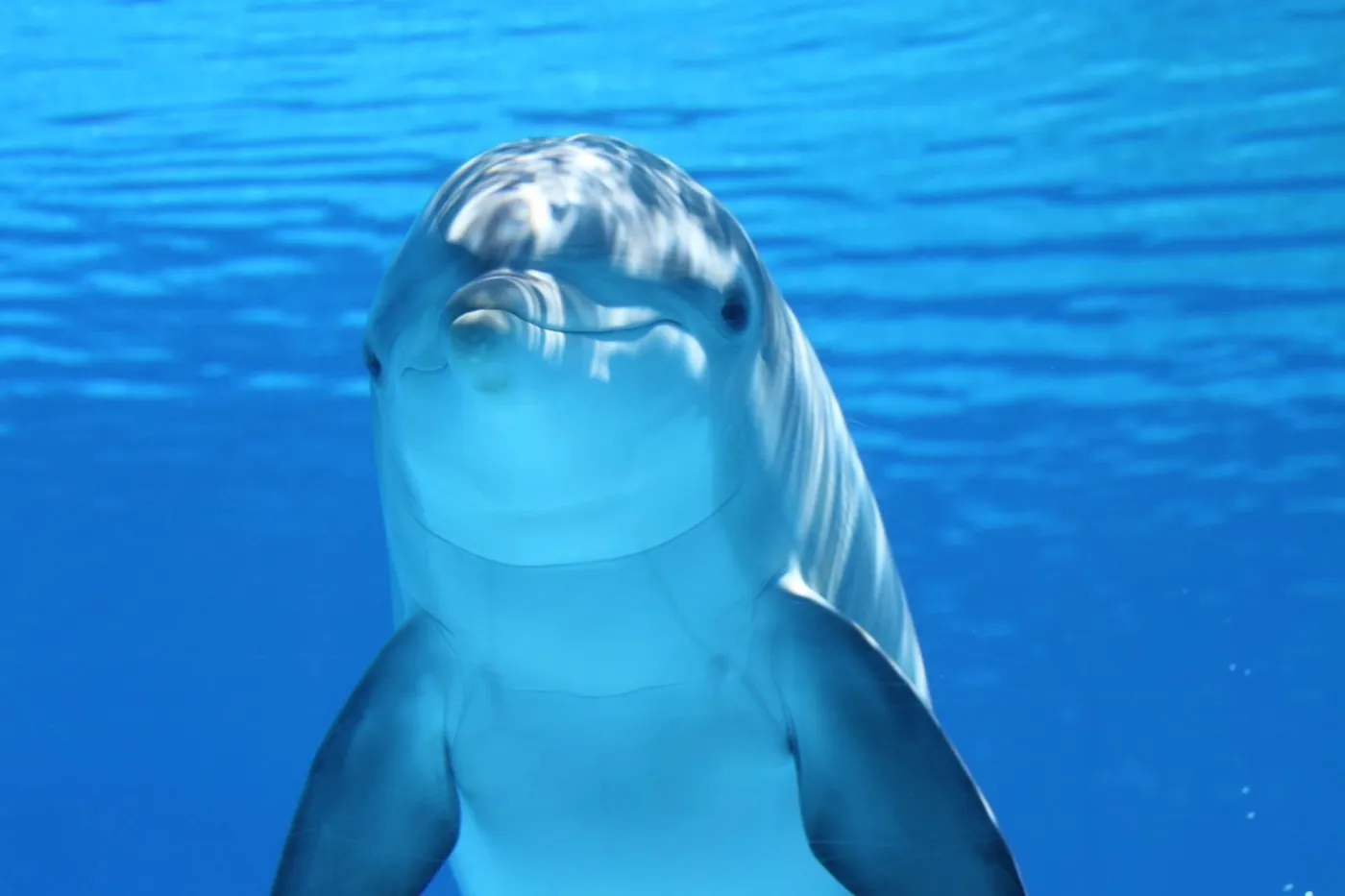 A dolphin underwater