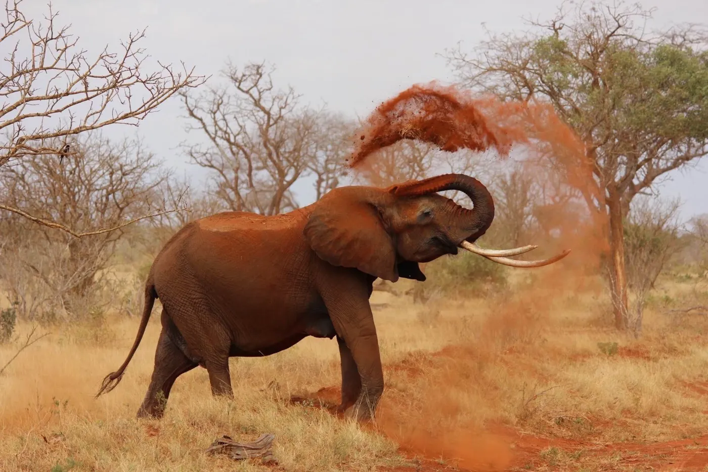 An elephant throwing red sand over itself